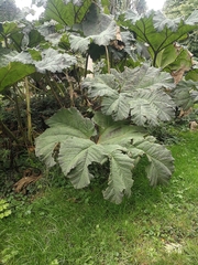 Gunnera