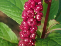 Phytolacca rugosa
