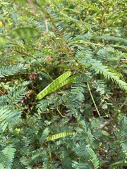 Chamaecrista fasciculata