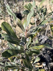 Banksia ornata