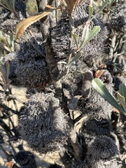 Banksia ornata