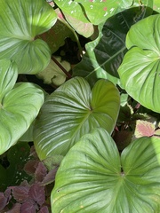 Homalomena rubescens