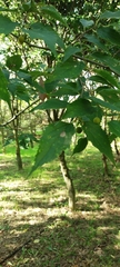 Celtis australis