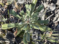Banksia ornata