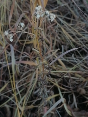 Achillea ledebourii