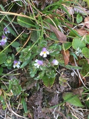 Euphrasia minima