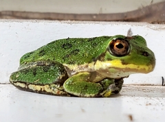 Hyla gratiosa
