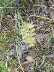 Artemisia tanacetifolia