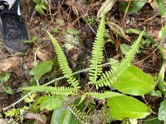 Gleicheniaceae