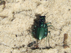 Cicindela scutellaris