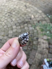 Nerita albicilla