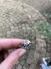 Nerita albicilla