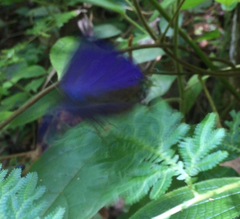 Arhopala centaurus nakula