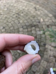 Nerita albicilla