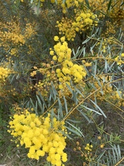 Acacia decora