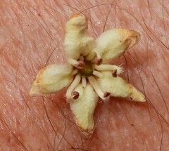 Flindersia bourjotiana