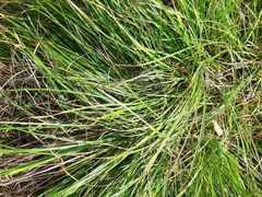 Carex pediformis macroura
