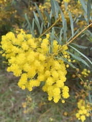 Acacia decora