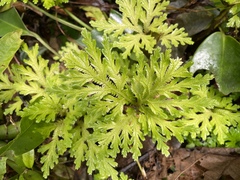 Selaginella