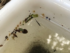 Hydrometra stagnorum