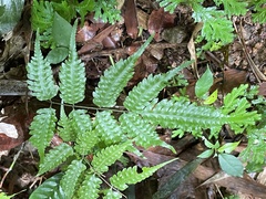 Pteridrys