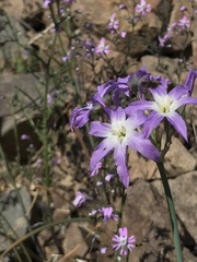 Leucocoryne coquimbensis