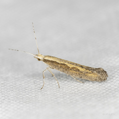 Plutella