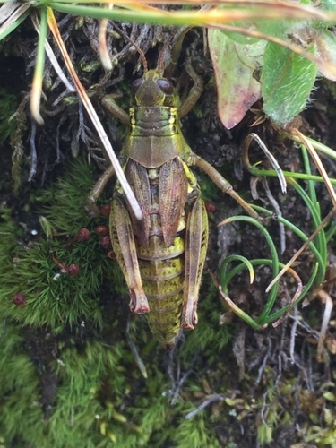 High Mountain Grasshopper