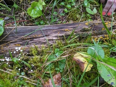 Collybia