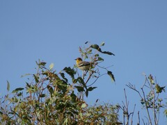 Icterus bullockii