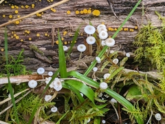 Collybia