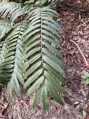 Angiopteris lygodiifolia