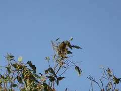Icterus bullockii