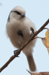 Cyanistes cyanus