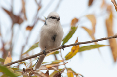 Cyanistes cyanus