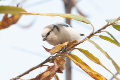 Cyanistes cyanus