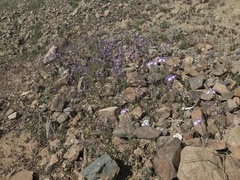 Leucocoryne coquimbensis