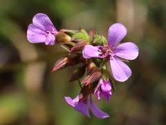 Pelargonium grossularioides