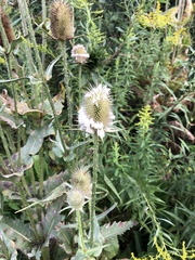 Dipsacus laciniatus