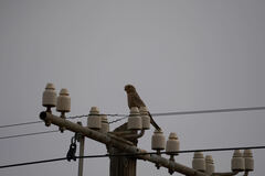 Falco rupicoloides