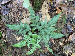 Pteridrys
