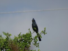 Phainopepla nitens