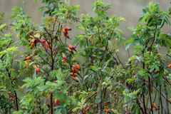 Rosa majalis