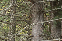 Coccothraustes coccothraustes