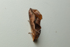 Oraesia emarginata