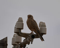 Falco rupicoloides