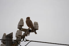 Falco rupicoloides