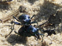 Cicindela scutellaris