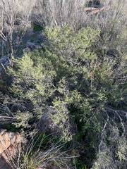 Prostanthera eurybioides
