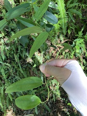 Smilax lanceifolia